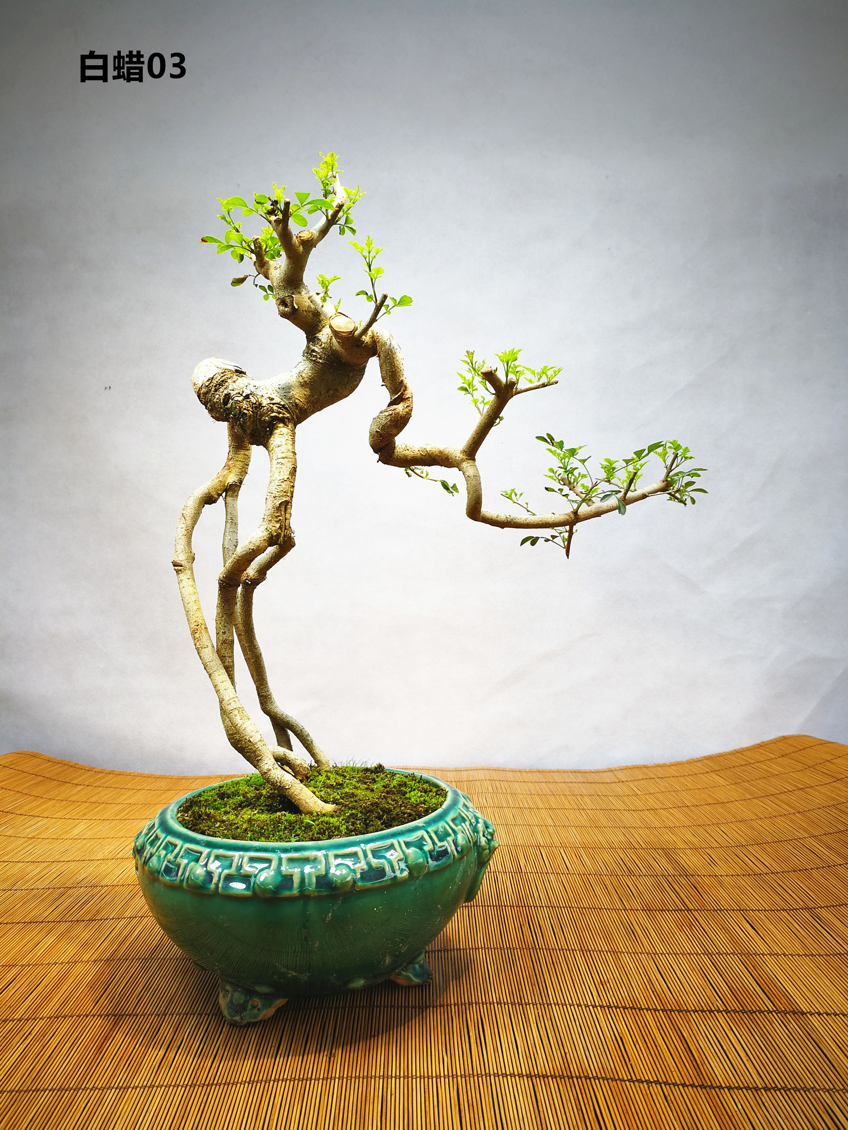 白蜡提根抱石盆景,高提根对节白蜡盆景