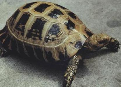 缅甸陆龟正确泡澡方法,缅甸陆龟生病怎么处理