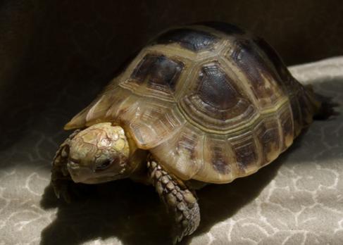 缅甸陆龟正确泡澡方法,缅甸陆龟生病怎么处理