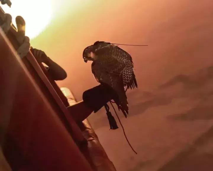 迪拜上天下海冲沙攻略,迪拜沙漠冲沙一日游