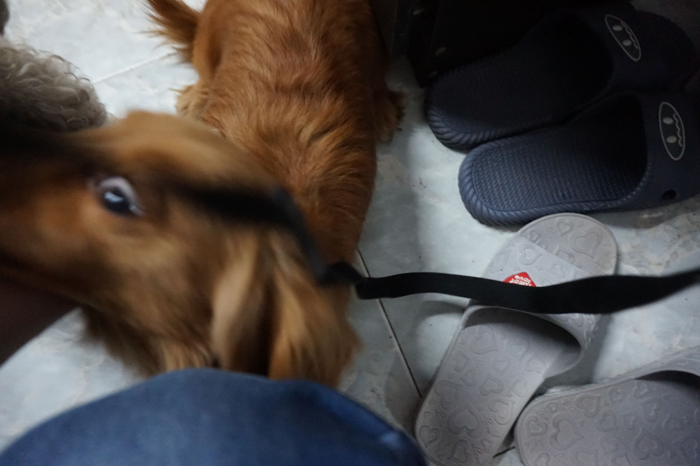 狗粮怎么选进口国产狗粮测评,进口国产狗粮测评