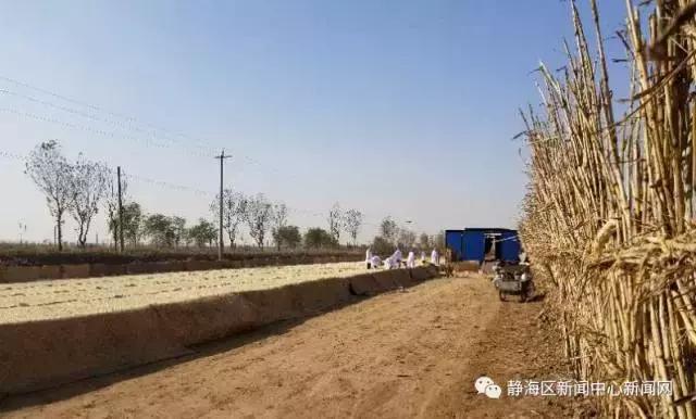 儿时的味道冬菜,年味冬菜