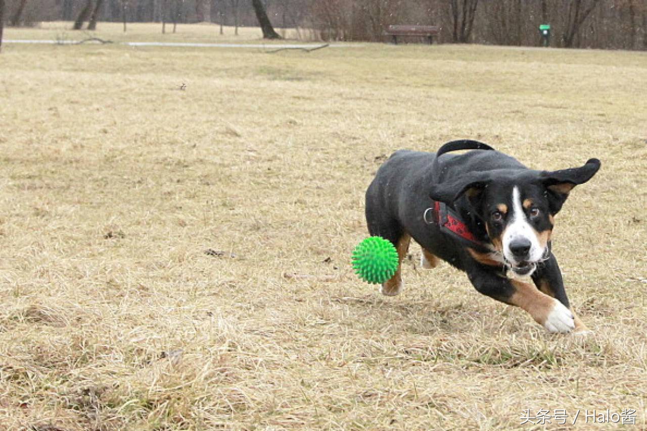 降低拆家几率!正确使用玩具可更正狗狗陋习,主人勿忘重要性