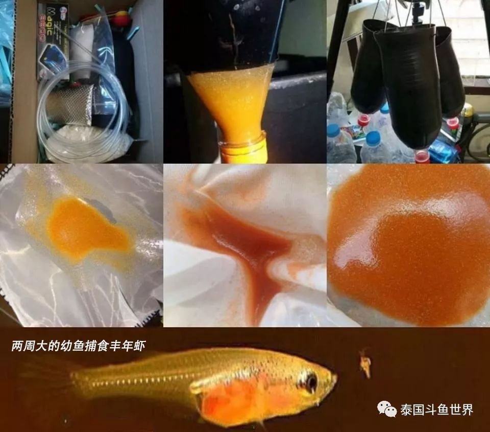 如何养好斗鱼泰国斗鱼,泰国斗鱼鱼苗喂养教程