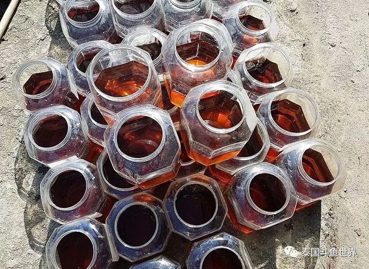 如何养好斗鱼泰国斗鱼,泰国斗鱼鱼苗喂养教程