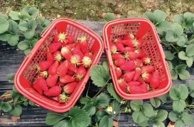 魔都温泉摘草莓,魔都温泉一日游攻略