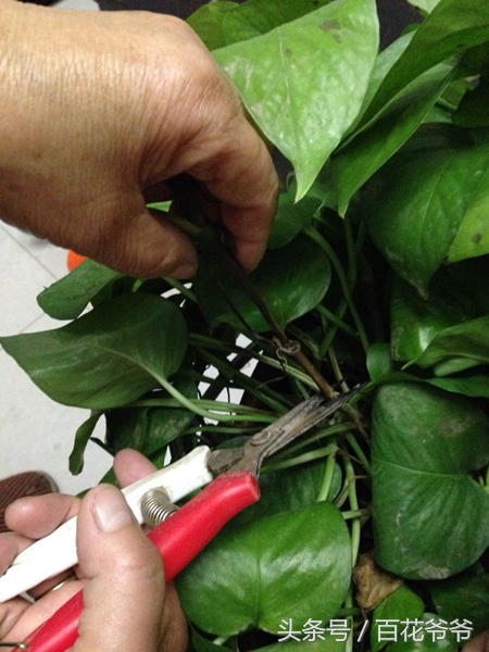 绿萝黄叶死养才能更旺盛,绿萝叶子发黄和根部发黑怎么办呢