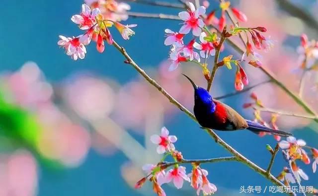 这两天德宏拽伤了,和全世界对话都是:我20度!