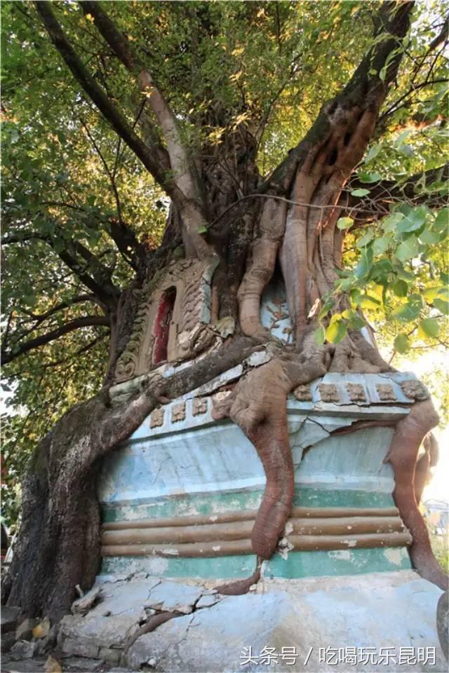 这两天德宏拽伤了,和全世界对话都是:我20度!