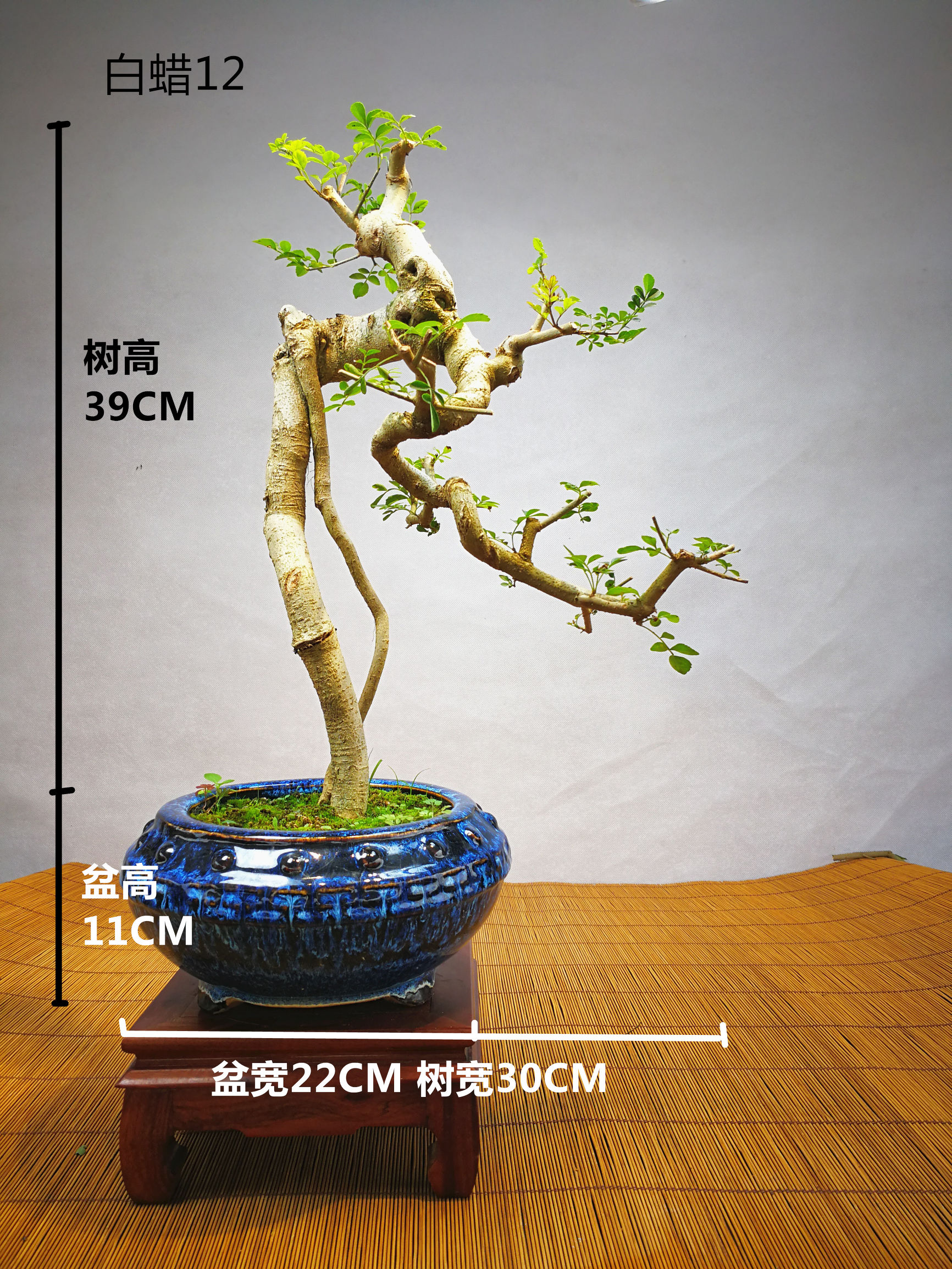 白蜡提根抱石盆景,高提根对节白蜡盆景