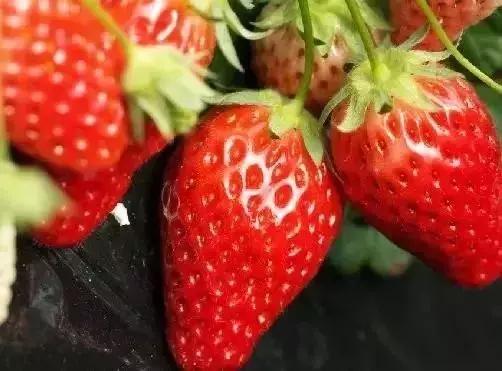 魔都温泉摘草莓,魔都温泉一日游攻略