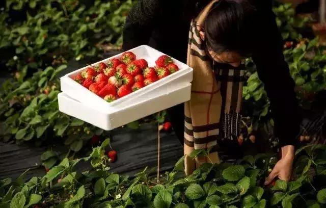 魔都温泉摘草莓,魔都温泉一日游攻略