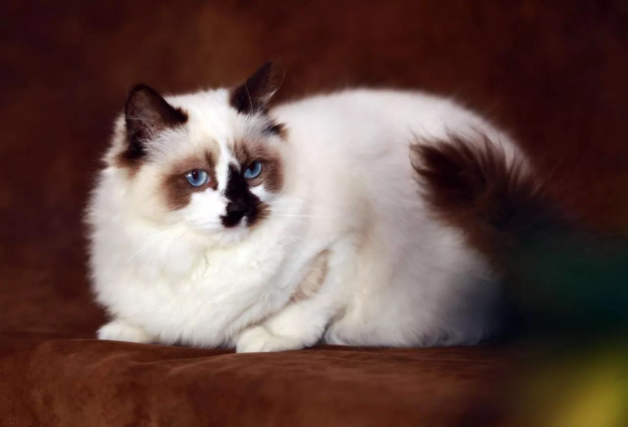 导致猫咪流产的食物有哪些,导致猫咪流产的药物