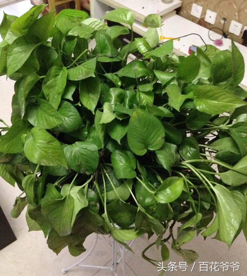 绿萝黄叶死养才能更旺盛,绿萝叶子发黄和根部发黑怎么办呢