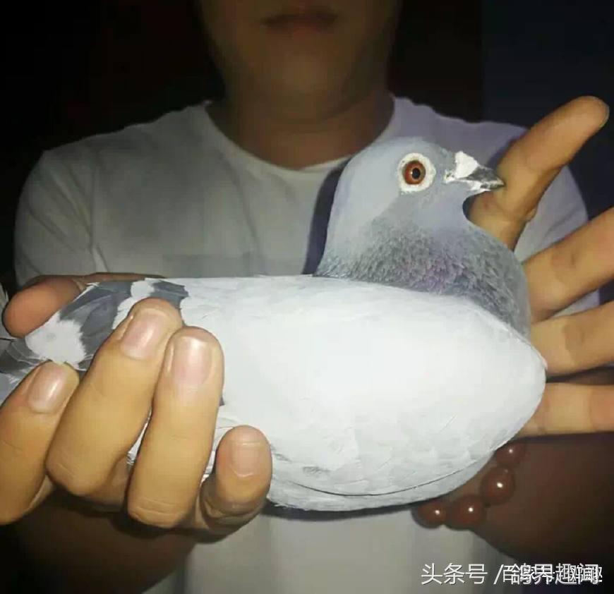 信鸽配对了不回家怎么回事,信鸽公鸽不配对怎么解决