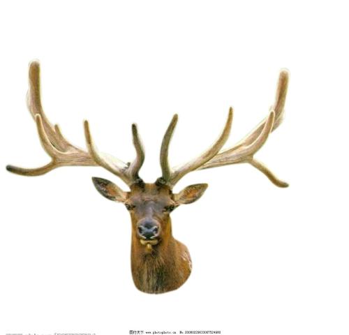 鹿茸的功效与作用什么人不能吃,有皮肤病的人能不能吃鹿茸