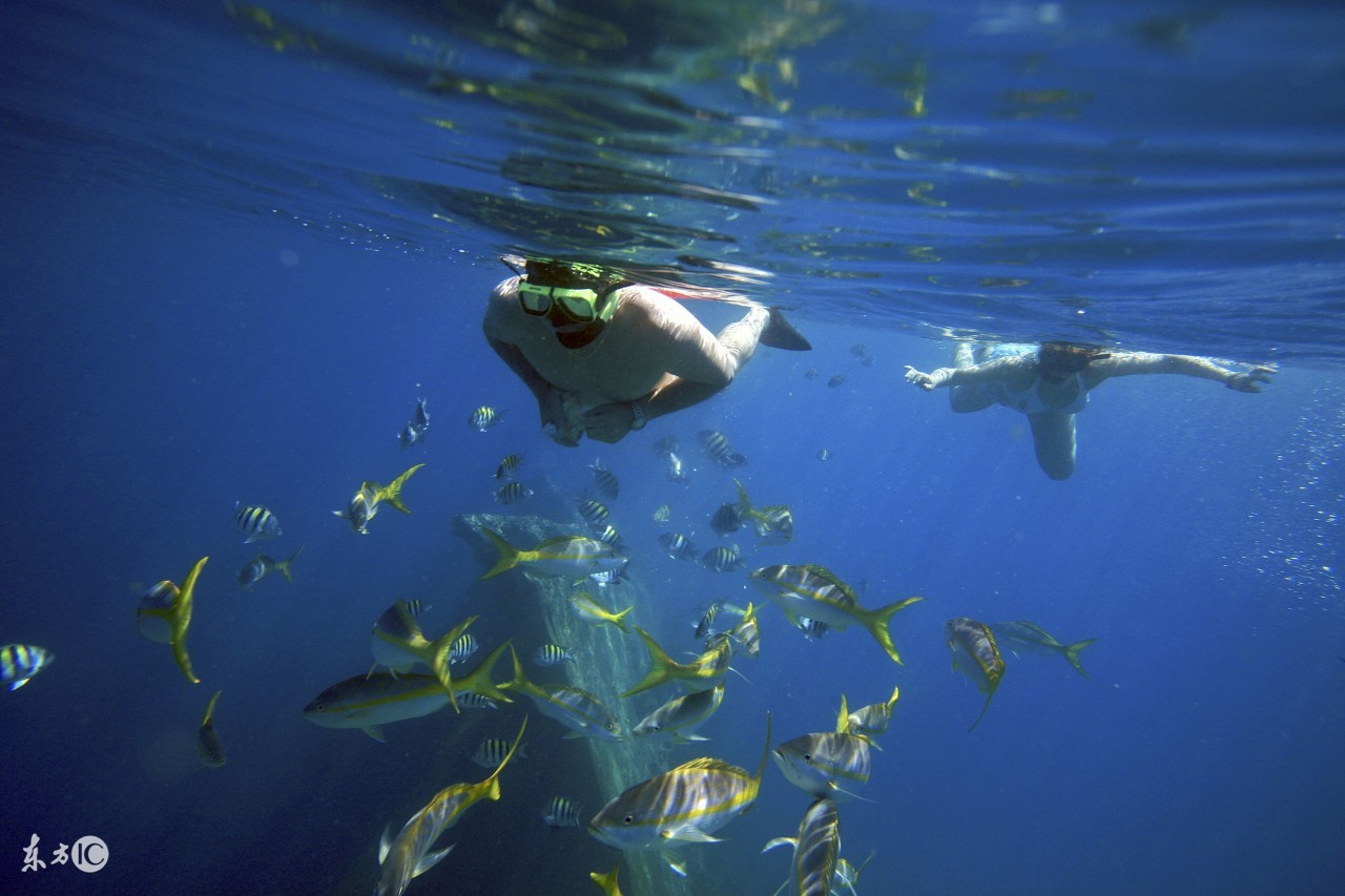 海鱼离开海水会死吗,为什么海鱼在淡水不能活