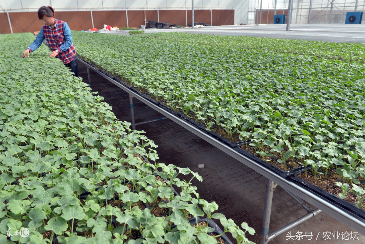 生态农业种植前景,生态农业可持续发展的措施