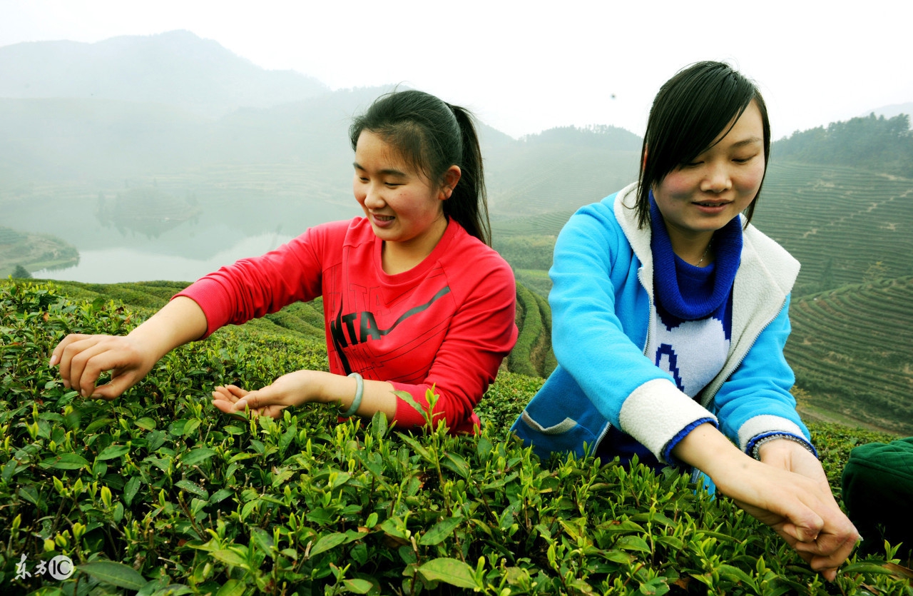 阿里山高山茶的冲泡茶具,高山茶讲解