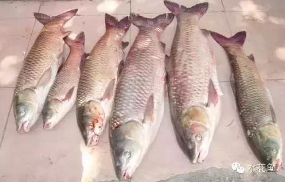 鱼类的化学物中毒死鱼与鱼病死鱼、有毒藻类死鱼、缺氧死鱼的差异