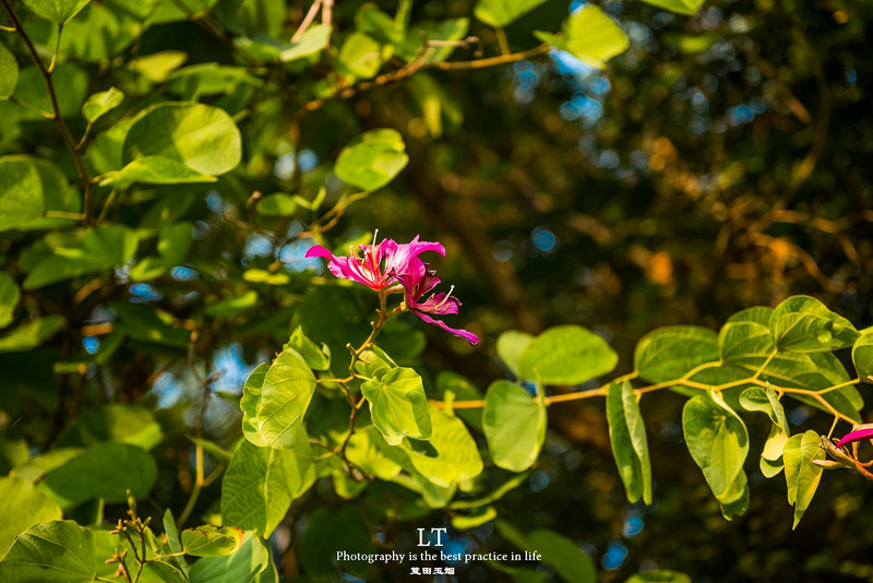 这里铁树开花是家常便饭,还有穿白色V领服的贪吃黑熊