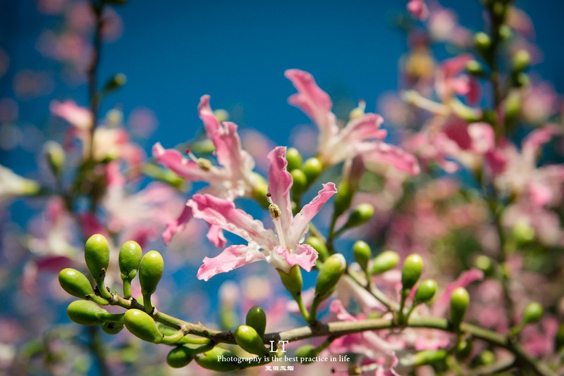 这里铁树开花是家常便饭,还有穿白色V领服的贪吃黑熊