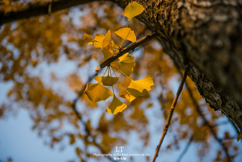 这里铁树开花是家常便饭,还有穿白色V领服的贪吃黑熊