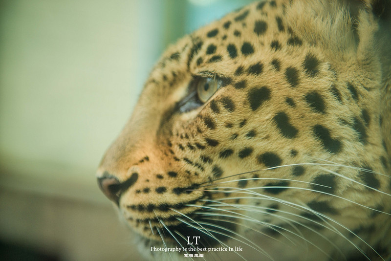 这里铁树开花是家常便饭,还有穿白色V领服的贪吃黑熊