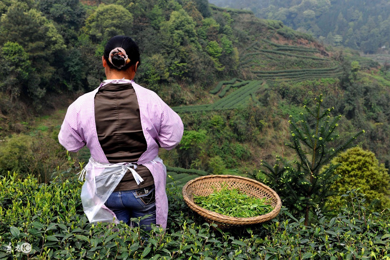 金坛雀舌茶如何冲泡,九龙营养课堂