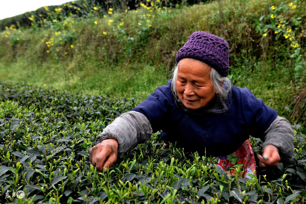 金坛雀舌茶如何冲泡,九龙营养课堂