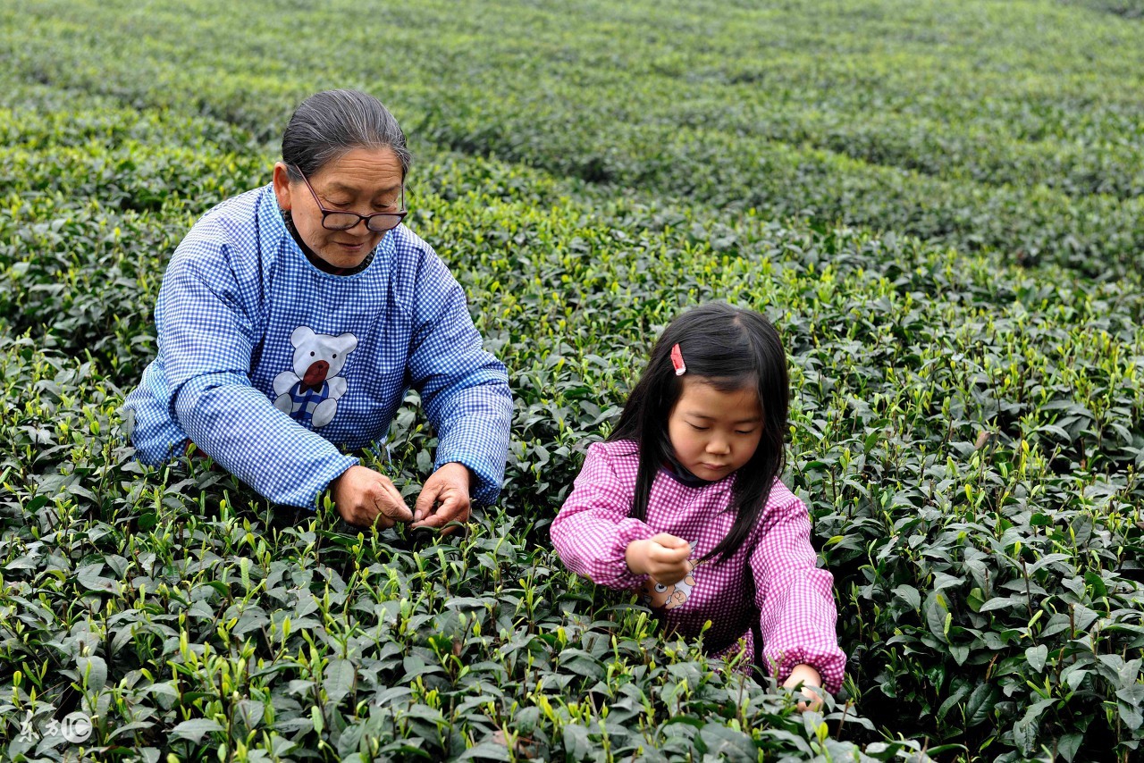 金坛雀舌茶如何冲泡,九龙营养课堂