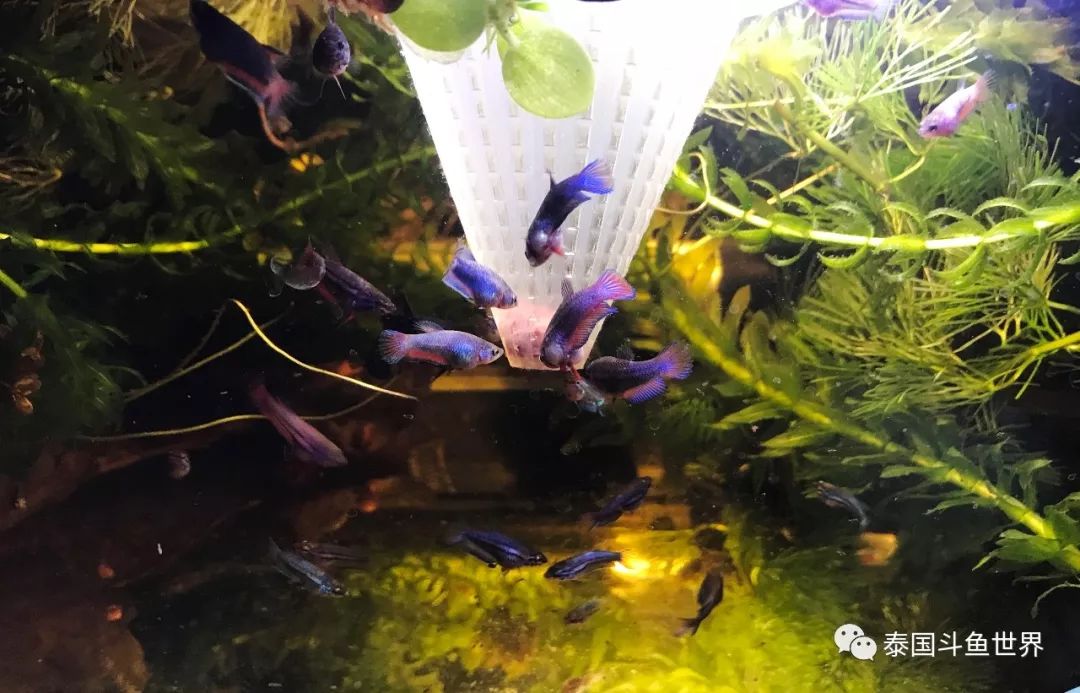 如何养好斗鱼泰国斗鱼,泰国斗鱼鱼苗喂养教程