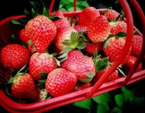 魔都温泉摘草莓,魔都温泉一日游攻略