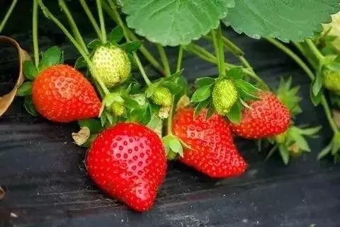 魔都温泉摘草莓,魔都温泉一日游攻略