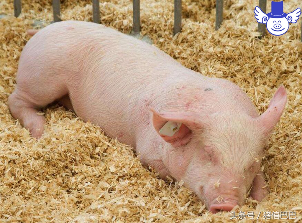 猪异食癖,猪异食的症状怎么能消灭