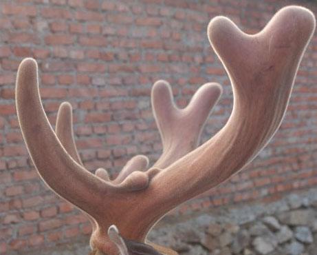 鹿茸的功效与作用什么人不能吃,有皮肤病的人能不能吃鹿茸