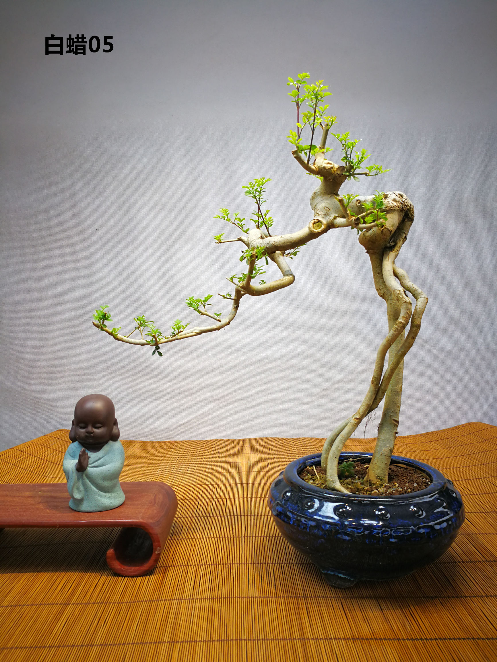白蜡提根抱石盆景,高提根对节白蜡盆景