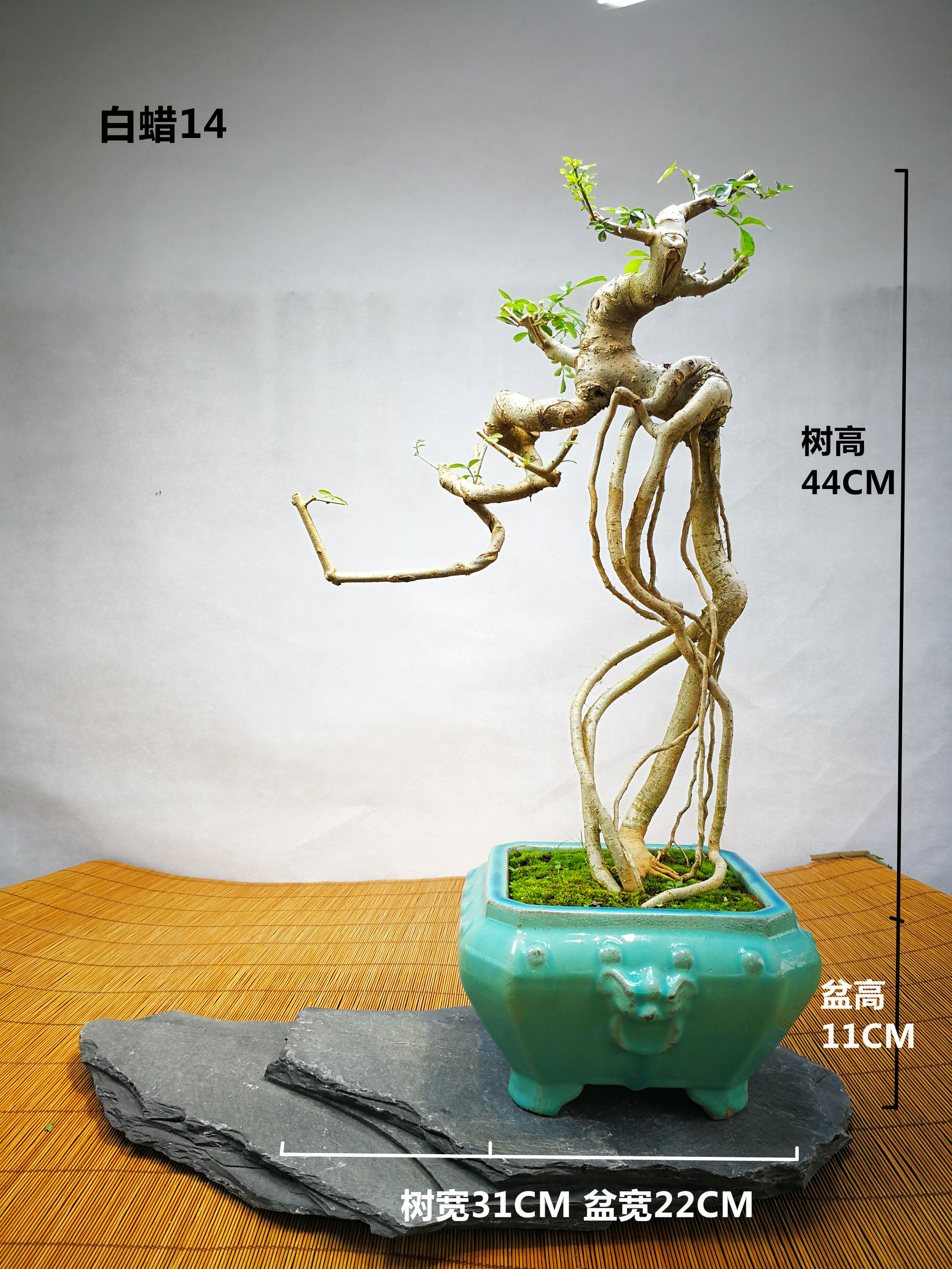 白蜡提根抱石盆景,高提根对节白蜡盆景