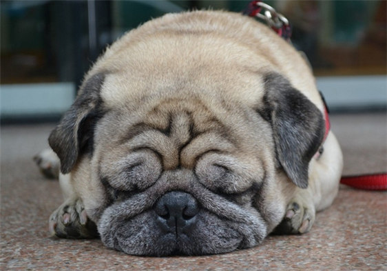 2017年沙皮狗价格,沙皮狗什么价格