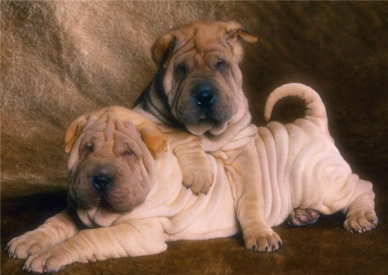 2017年沙皮狗价格,沙皮狗什么价格