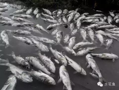 鱼类的化学物中毒死鱼与鱼病死鱼、有毒藻类死鱼、缺氧死鱼的差异