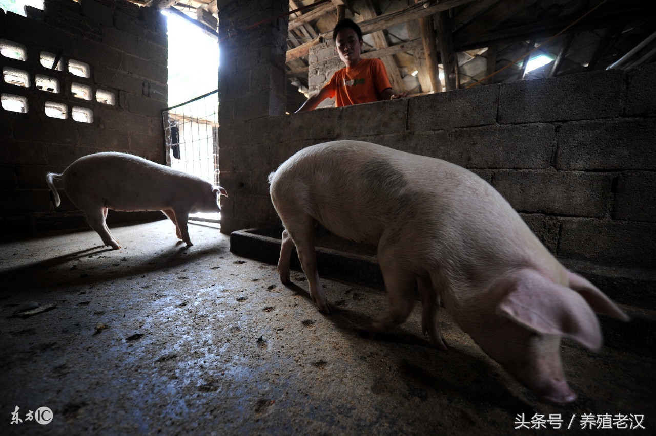 猪流感的症状,诊断技巧,养殖户可以轻松搞明白