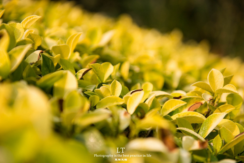 这里铁树开花是家常便饭,还有穿白色V领服的贪吃黑熊