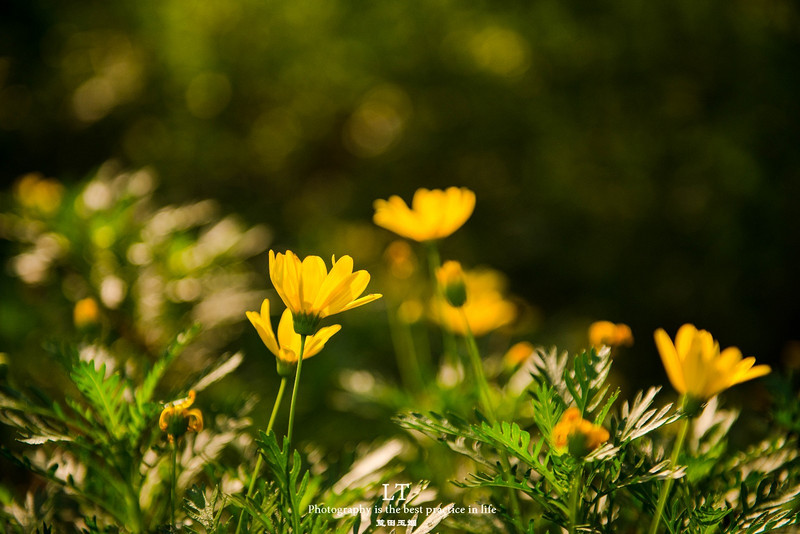 这里铁树开花是家常便饭,还有穿白色V领服的贪吃黑熊