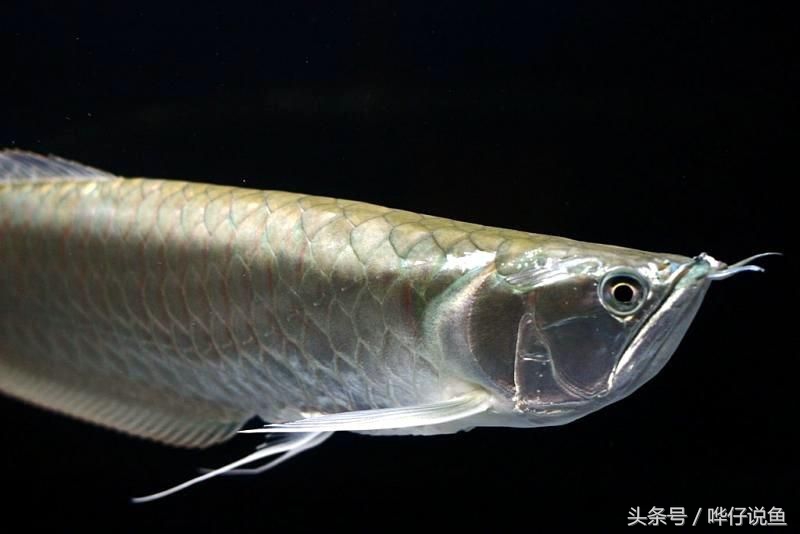 野生银龙鱼和普通银龙鱼的区别,银龙鱼和七彩银龙鱼有什么区别