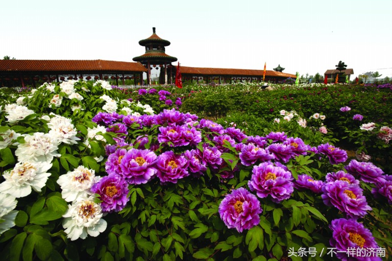 山东区号和车牌,山东省各地市区号大全