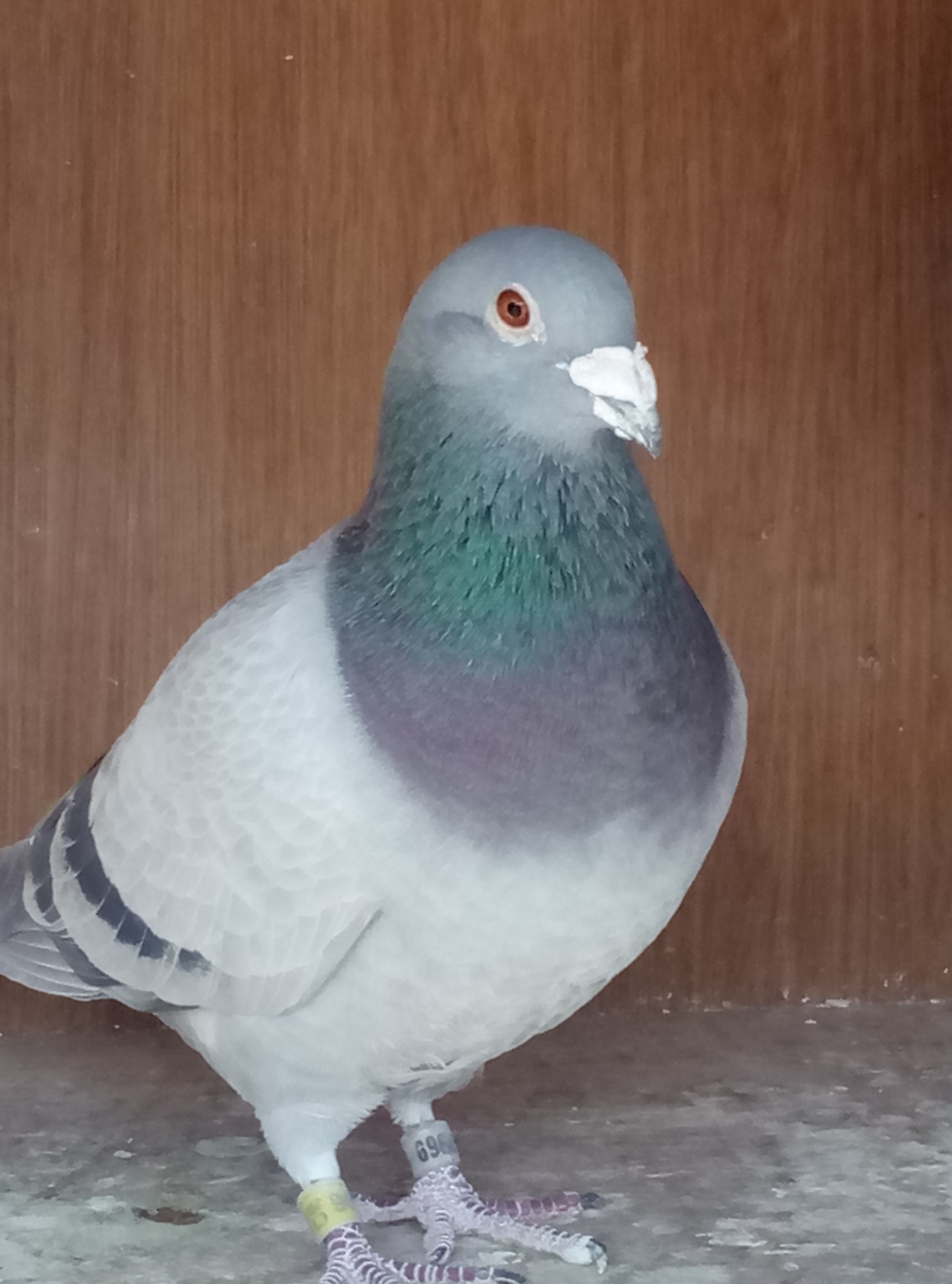 种鸽作育之前如何调理