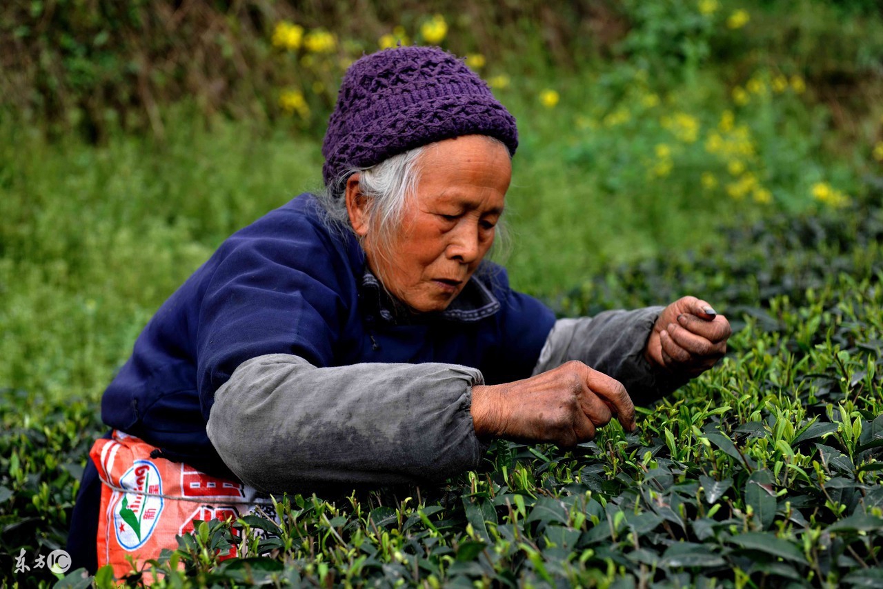 金坛雀舌茶如何冲泡,九龙营养课堂