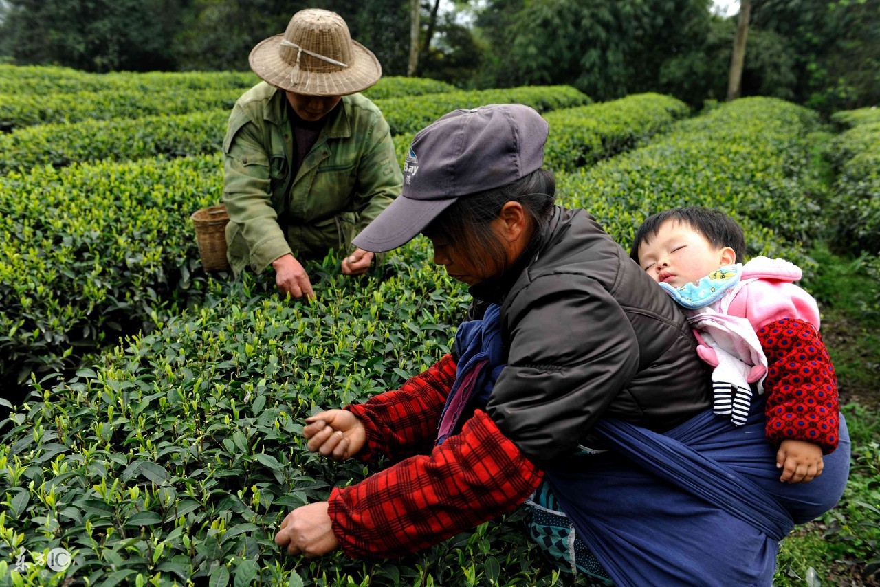 金坛雀舌茶如何冲泡,九龙营养课堂