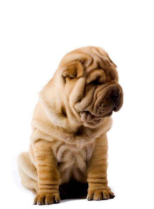 2017年沙皮狗价格,沙皮狗什么价格